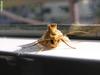 moth