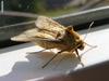 moth