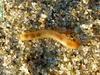 worm
