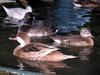 ducks