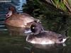 ducks