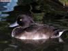 ducks