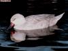 ducks