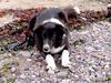Old Sea Dog