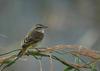 Palm Warbler