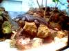 Iguana