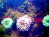 Anemones