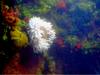Anemones