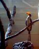 Hornbill