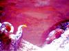 Hornbill #3