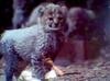Cheetah cub