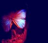 Brazilian butterfly