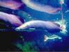 Amazon River aquatic life