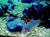 Amazon River aquatic life