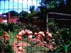 Flamingos