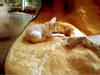 Fennec fox