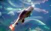 Chilean catfish