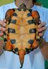 Wood Turtle (Clemmys insculpta) 0100