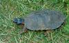 Wood Turtle (Clemmys insculpta) 0101