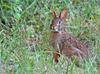 Eastern Cottontail (Sylvilagus floridanus) 0001