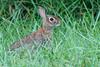 Eastern Cottontail (Sylvilagus floridanus) 0002