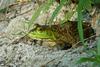 Bullfrog (Rana catesbeiana)