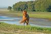 Assateague Island Pony (Equus caballus) 0002