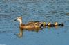 Mallard (Anas platyrhynchos) 234