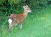 Sika Deer (Cervus nippon)