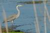 Great Blue Heron (Ardea herodias)