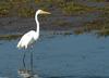 Great Egret (Ardea alba) 0002