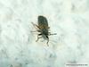 sink bug