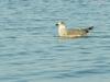 gull
