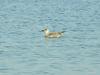 gull
