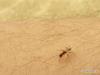 ant
