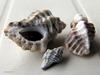 shell