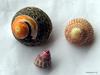 shell