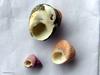 shell