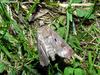 Moth