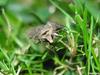 Moth