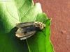 Moth
