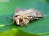 Moth
