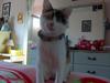 Cute kittie