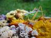 Grasshopper