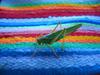 Grasshopper