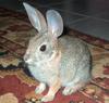 Wild Cotton-tail tamed