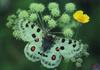 Apollo butterfly (Parnassius apollo)