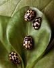 Lady Beetles