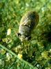 Big-eyed Bug