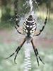 Black and Yellow Argiope Spider